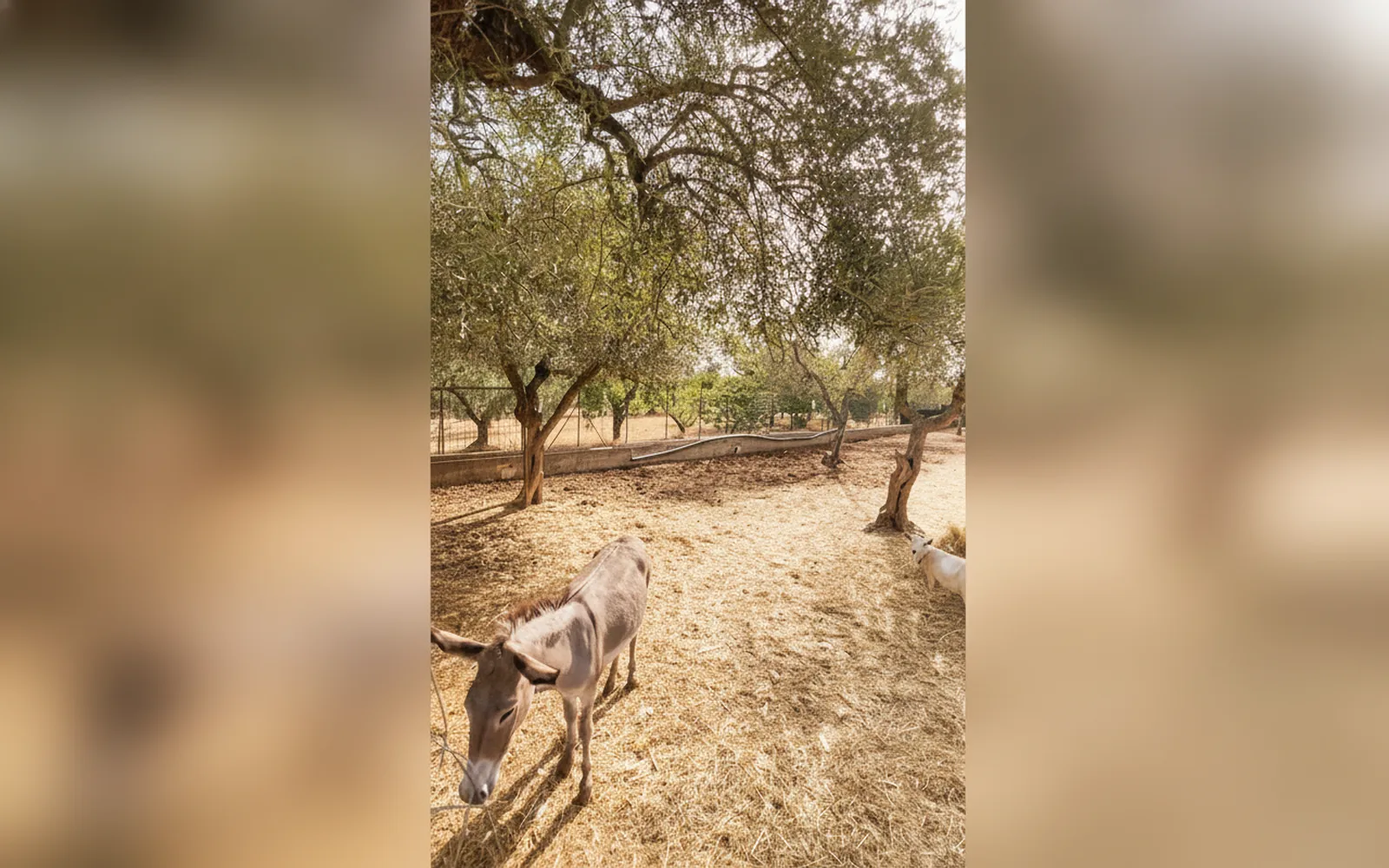 Agriturismo B&B Casale Torre San Magno, Corato (Puglia) — galleria foto 48